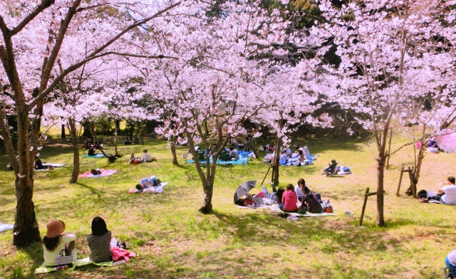 お花見の楽しみ方