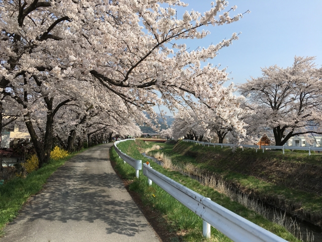 家族でお花見 ピクニック