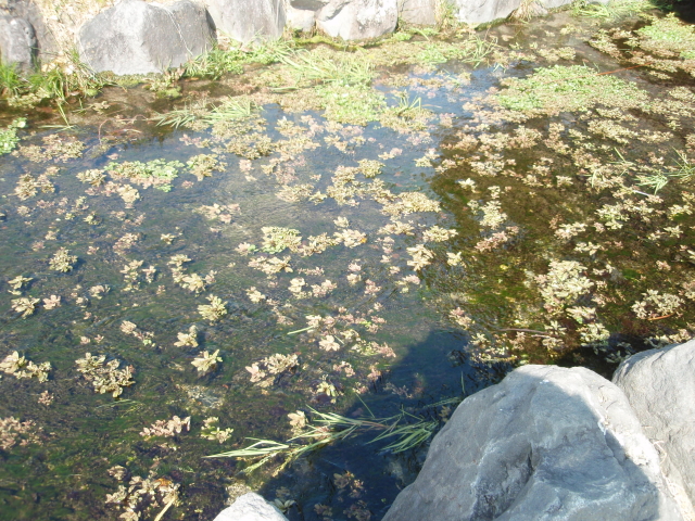 親水公園 蛍の放流