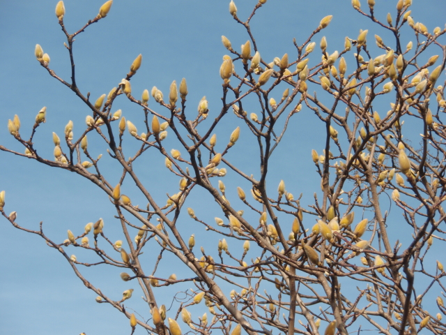 ハクモクレンの花