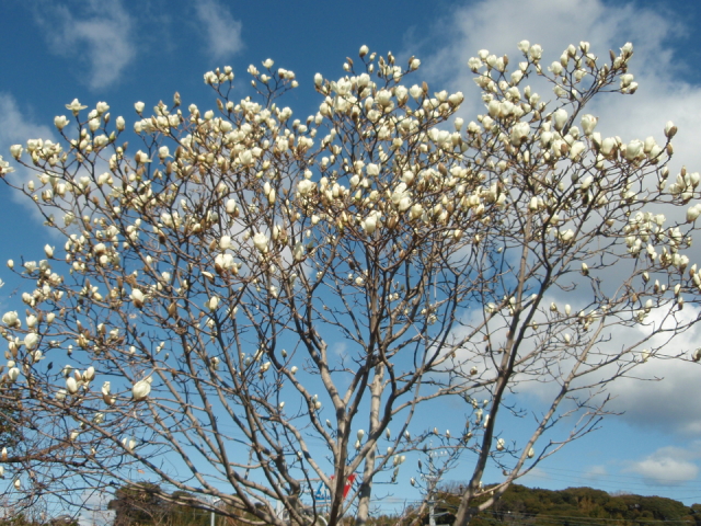 ハクモクレンの開花